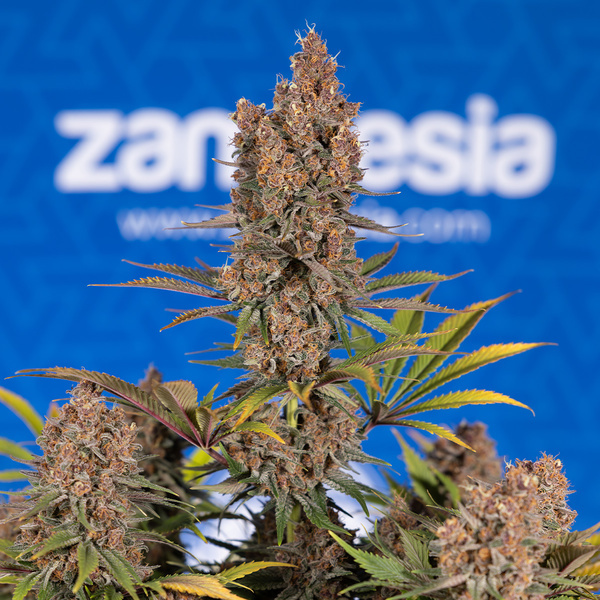 Black Runtz (Zamnesia Seeds) Feminisoidut