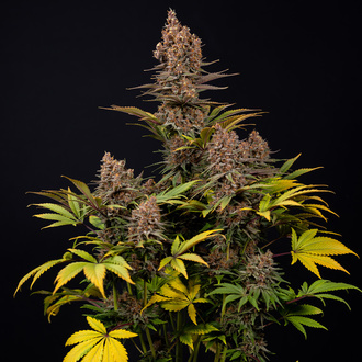 Black Runtz (Zamnesia Seeds) Feminisoidut