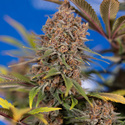 Black Runtz (Zamnesia Seeds) Feminisoidut