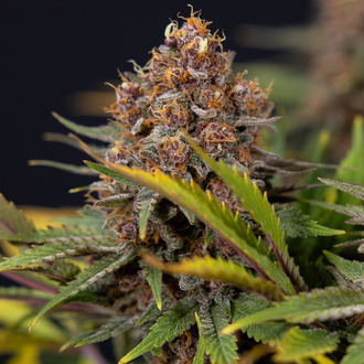 Black Runtz (Zamnesia Seeds) Feminisoidut