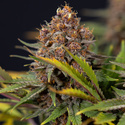 Black Runtz (Zamnesia Seeds) Feminisoidut