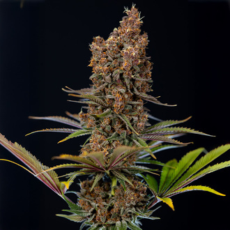 Black Runtz (Zamnesia Seeds) Feminisoidut