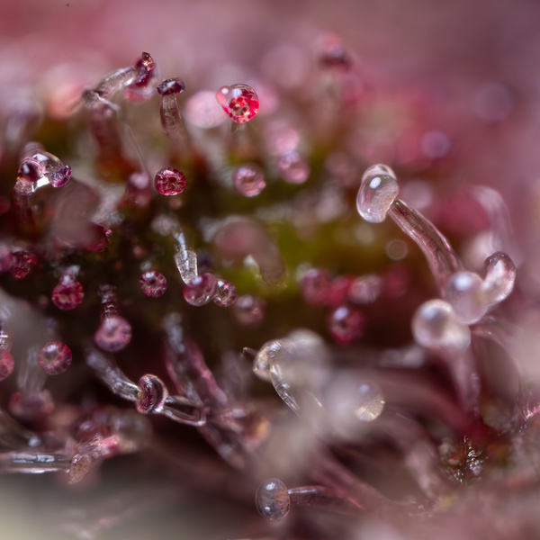 Black Runtz (Zamnesia Seeds) Feminisoidut