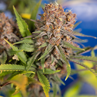 Black Runtz (Zamnesia Seeds) Feminisoidut