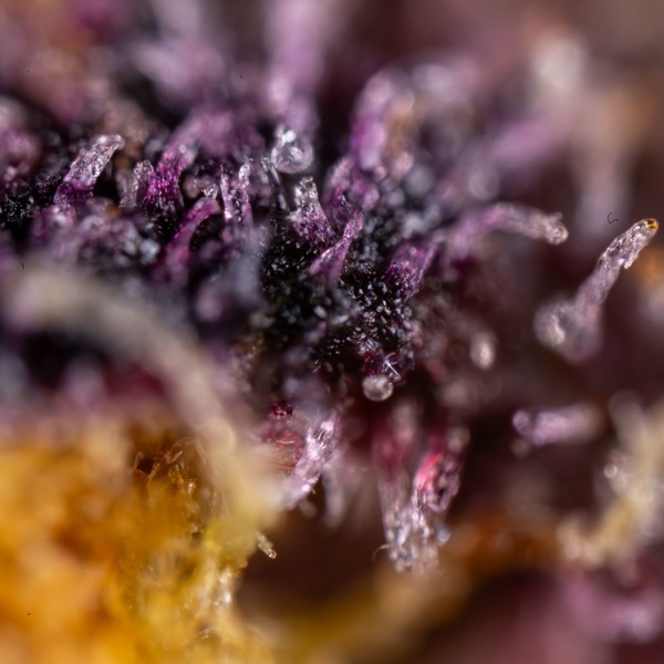Black Runtz (Zamnesia Seeds) Feminisoidut