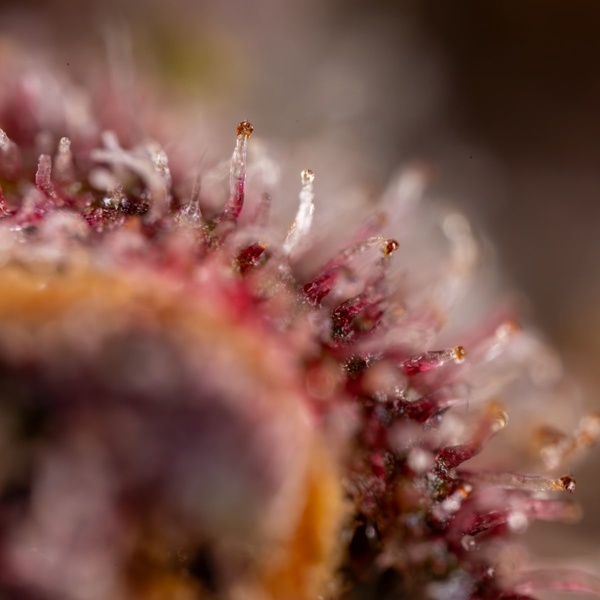 Black Runtz (Zamnesia Seeds) Feminisoidut