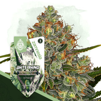White Rhino (Zamnesia Seeds) Feminisoidut