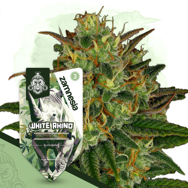 White Rhino Autoflower (Zamnesia Seeds) Feminisoidut
