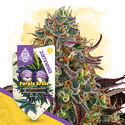 Purple Urkle (Zamnesia Seeds) Feminisoidut