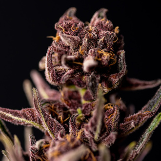 Purple Urkle (Zamnesia Seeds) Feminisoidut