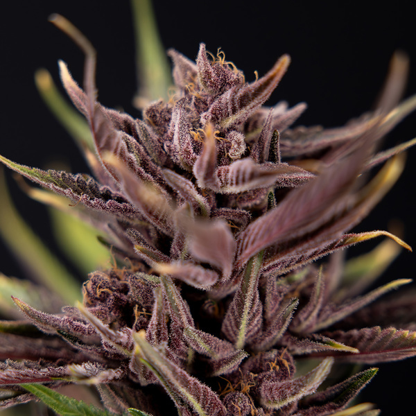 Purple Urkle (Zamnesia Seeds) Feminisoidut