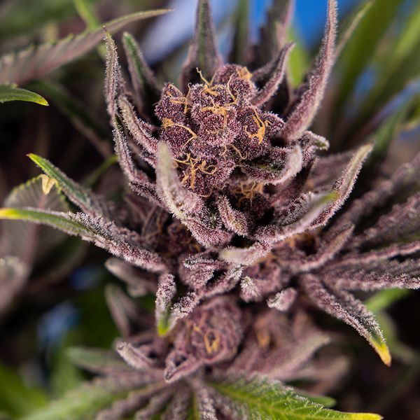 Purple Urkle (Zamnesia Seeds) Feminisoidut