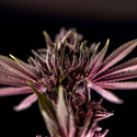 Purple Urkle (Zamnesia Seeds) Feminisoidut
