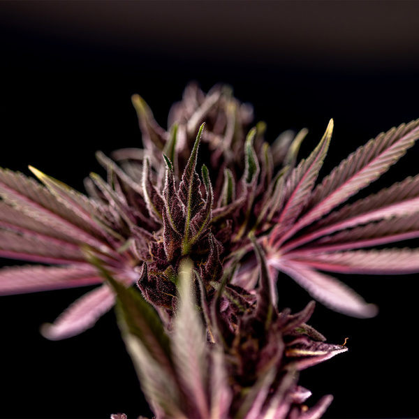 Purple Urkle (Zamnesia Seeds) Feminisoidut