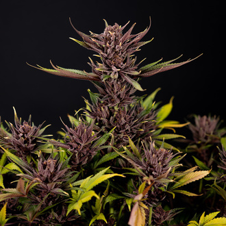 Purple Urkle (Zamnesia Seeds) Feminisoidut