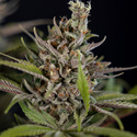 Purple Urkle (Zamnesia Seeds) Feminisoidut