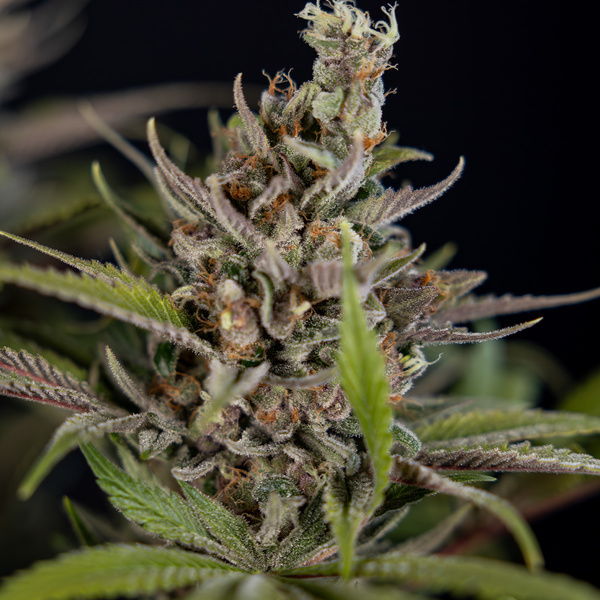 Purple Urkle (Zamnesia Seeds) Feminisoidut