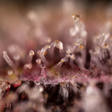 Purple Urkle (Zamnesia Seeds) Feminisoidut