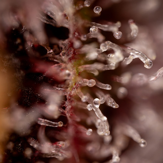 Purple Urkle (Zamnesia Seeds) Feminisoidut