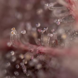 Purple Urkle (Zamnesia Seeds) Feminisoidut