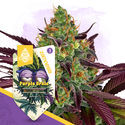 Purple Urkle Autoflower (Zamnesia Seeds) Feminisoidut