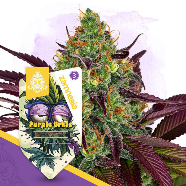 Purple Urkle Autoflower (Zamnesia Seeds) Feminisoidut