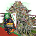 Zookies (Zamnesia Seeds) Feminisoidut