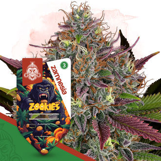 Zookies Autoflower (Zamnesia Seeds) Feminisoidut