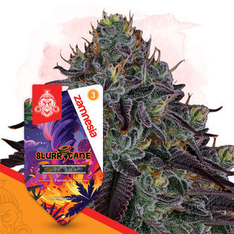 Slurricane (Zamnesia Seeds) feminisoitu
