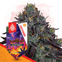 Slurricane (Zamnesia Seeds) Feminisoidut
