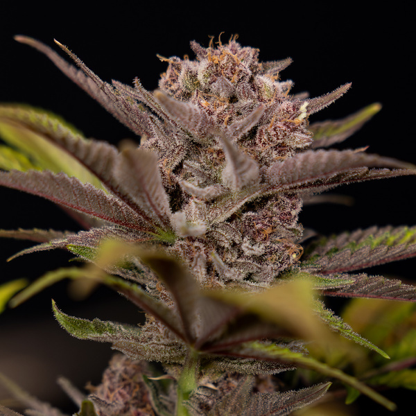 Slurricane (Zamnesia Seeds) Feminisoidut