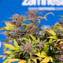 Slurricane (Zamnesia Seeds) Feminisoidut
