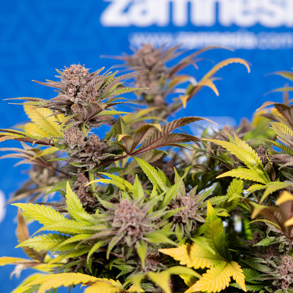 Slurricane (Zamnesia Seeds) Feminisoidut