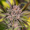 Slurricane (Zamnesia Seeds) Feminisoidut