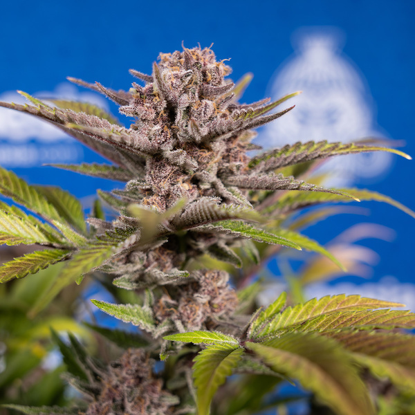 Slurricane (Zamnesia Seeds) Feminisoidut