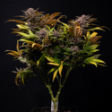 Slurricane (Zamnesia Seeds) Feminisoidut