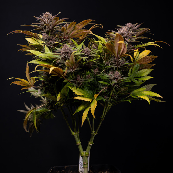Slurricane (Zamnesia Seeds) Feminisoidut