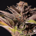 Slurricane (Zamnesia Seeds) Feminisoidut