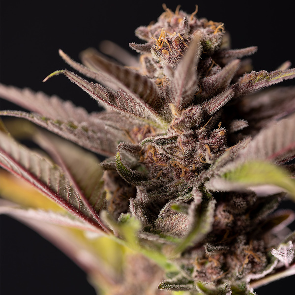 Slurricane (Zamnesia Seeds) Feminisoidut