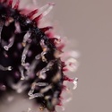 Slurricane (Zamnesia Seeds) Feminisoidut