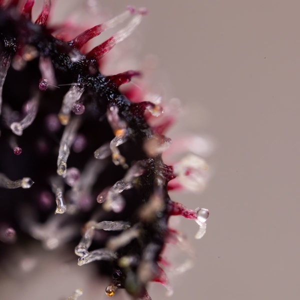 Slurricane (Zamnesia Seeds) Feminisoidut