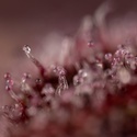 Slurricane (Zamnesia Seeds) Feminisoidut