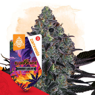 Slurricane Automatic (Zamnesia Seeds) feminisoidut