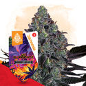 Slurricane Autoflower (Zamnesia Seeds) Feminisoidut