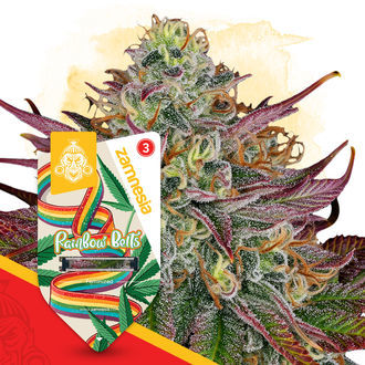 Rainbow Belts (Zamnesia Seeds) Feminisoidut
