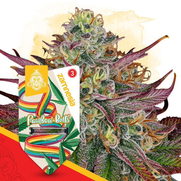 Rainbow Belts (Zamnesia Seeds) Feminisoidut
