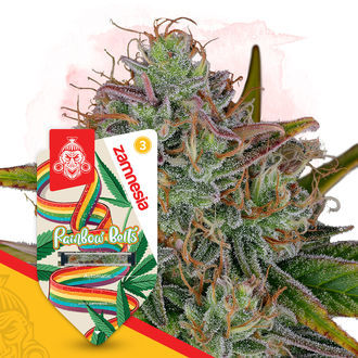 Rainbow Belts Autoflower (Zamnesia Seeds) Feminisoidut