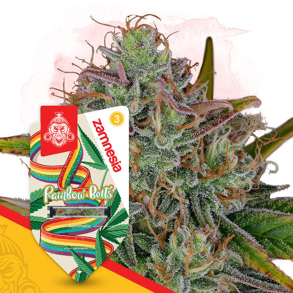 Rainbow Belts Autoflower (Zamnesia Seeds) Feminisoidut