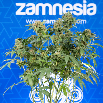 White Truffle (Zamnesia Seeds) Feminisoidut