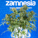 White Truffle (Zamnesia Seeds) Feminisoidut